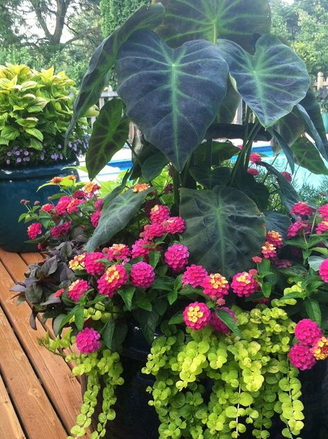 Colocasia, Lantana & Lysicachia. Evergreen Container, Container Garden Design, Container Gardening Flowers, Garden Containers, Elephant Ears, Plant Combinations, Container Flowers, Container Plants, Shade Garden