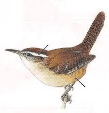 Carolina wren spotted at Syracuse bird feeder - syracuse.com Wren Tattoo, Carolina Wren, Whittling Projects, Irish Tattoos, Birds Of North America, Insect Tattoo, Bird Identification, Bird Images, Bird Carving