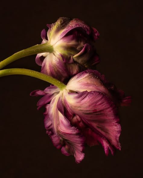 Artfully Walls, Parrot Tulips, Tulips Garden, Dark Flowers, Nothing But Flowers, Flower Therapy, Photography Prints Art, Belle Epoque, Still Life Photography