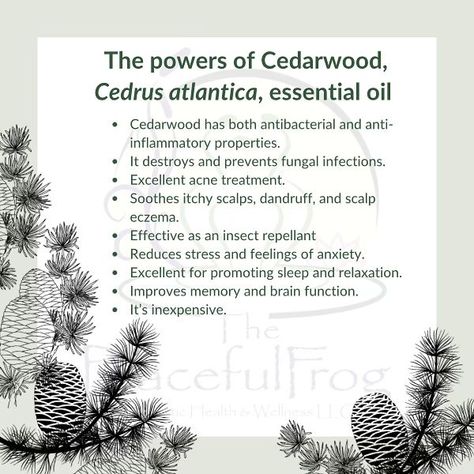 So many uses for cedarwood. Fun fact - In 1960, cedarwood essential oil was registered as a pesticide with the EPA due to its effectiveness in stopping moths from eating clothing. #cedarwoodessentialoil #cedarwood #benefitsofcedarwoodessentialoil #essentialoils #aromatherapy #aromatherapist #holistichealth #holostichealing #holistic #thepeacefulfrog Cedarwood Essential Oil Benefits, Cedarwood Essential Oil Uses, Aromatherapy Benefits, Cedarwood Oil, Cedarwood Essential Oil, Essential Oil Benefits, Itchy Scalp, Fungal Infection, Oil Benefits