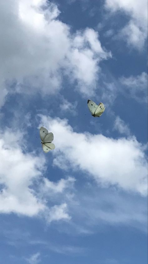 Couple Butterfly Aesthetic, Butterfly Flying Aesthetic, Butterfly White Aesthetic, White Buterfluffy, White Butterflies Aesthetic, Sky Profile Picture, White Butterfly Background, White Butterfly Aesthetic, White Butterfly Wallpaper