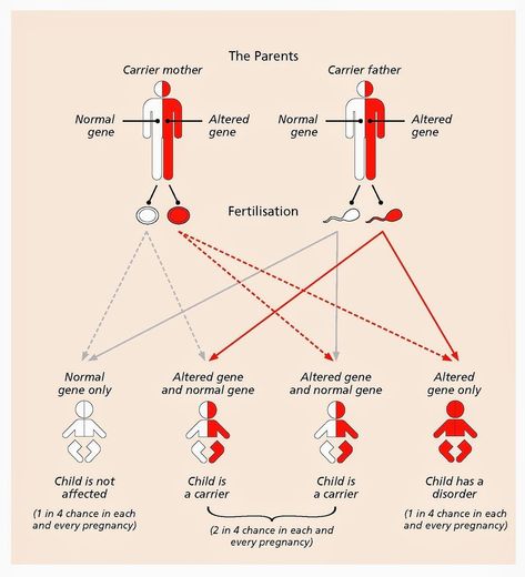 Diagram to show pattern of genetic inheritance for autosomal recessive disorders like thalassaemia. Genetics Project, Mendelian Inheritance, Genetic Inheritance, Whatsapp Profile, Whatsapp Profile Picture, Biology Lessons, Med School, Mind Map, School Notes