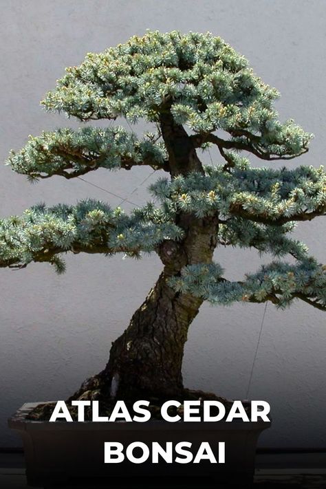 Atlas Cedar Bonsai, with distinctive blue-green needles and tiered branches, radiates majestic and timeless charm. Enthusiasts appreciate its unique appearance, resilience, and the calming atmosphere it adds to bonsai collections. Explore the secrets of cultivating Atlas Cedar Bonsai in our comprehensive guide, offering expert insights on care practices, styling techniques, and capturing the enduring allure of these magnificent miniature trees. Photo Credit: @stone_lantern Cedar Bonsai, Atlas Cedar, Mountain Trees, Bonsai Care, Bonsai Tree Care, Trees Photo, Mountain Tree, Stone Lantern, Cedar Trees