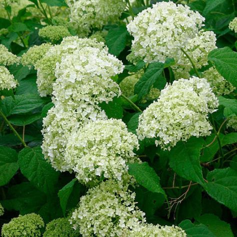 When To Prune Hydrangeas, Hydrangea Arborescens Annabelle, Pruning Hydrangeas, Hydrangea Tree, Annabelle Hydrangea, Lime Rickey, Big Leaf Hydrangea, Smooth Hydrangea, Hydrangea Arborescens