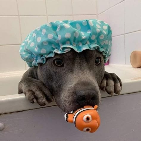 Cute Pitbulls, Cute Animals Puppies, Very Cute Dogs, Really Cute Dogs, Silly Animals, Cute Funny Dogs, Fluffy Animals, Cute Dogs And Puppies, Cute Animal Photos