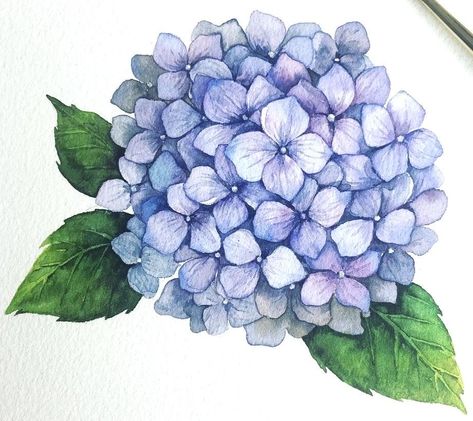 Hydrangea Watercolor Painting, Hydrangea Tattoo, Hydrangeas Art, On Tattoo, Watercolor Hydrangea, Hydrangea Painting, Watercolor Flowers Tutorial, Watercolor Flower Art, Plant Drawing