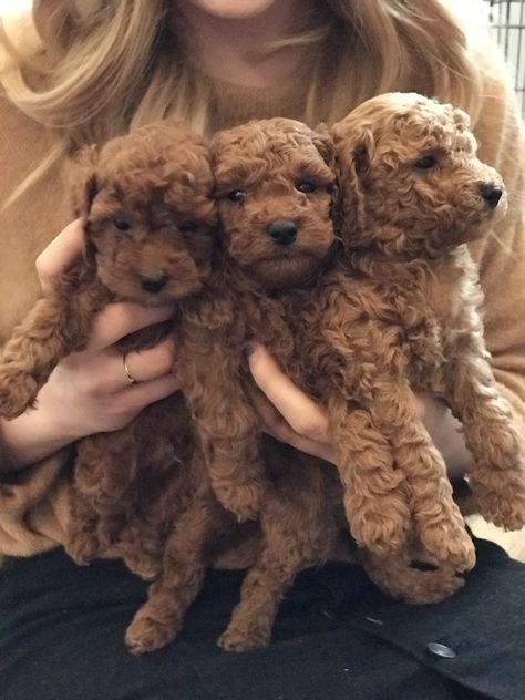 Mini Goldendoodles, Poodle Mix Dogs, Golden Doodles, Cockapoo Puppies, Bear Dog, Goldendoodle Puppy, Poodle Mix, Puppy Care, Animal Companions