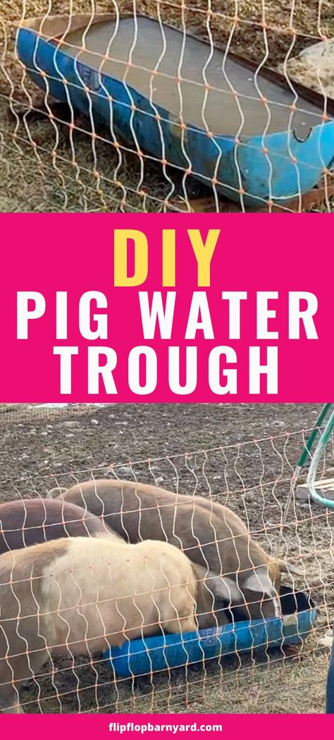 Pig Water Trough, Pig Shelter, Pig Waterer, Homestead Projects, Homesteading Diy Projects, Kune Kune Pigs, Raising Pigs, Backyard Farm, Homesteading Diy