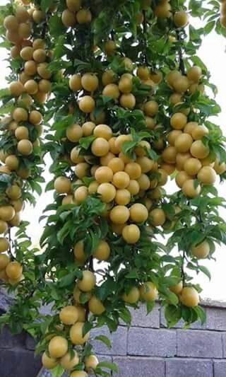 Fruit Amazing Fruits, Fruits And Vegetables Pictures, Prune Fruit, Fruit Bearing Trees, Vegetable Pictures, Amazing Trees, نباتات منزلية, Fruit Photography, Fruit Flowers