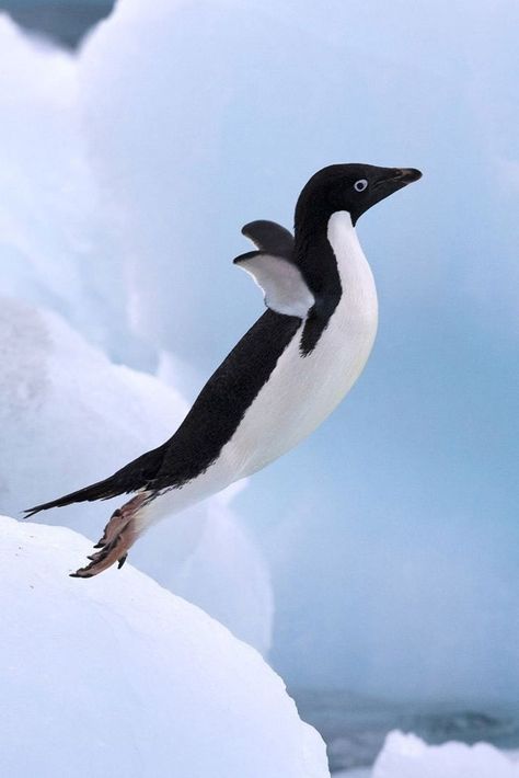 Penguin Wallpaper, Penguin Images, Adelie Penguin, Underwater Creatures, Baby Penguins, Desktop Background, Cute Wild Animals, Wallpapers Backgrounds, Cute Penguins