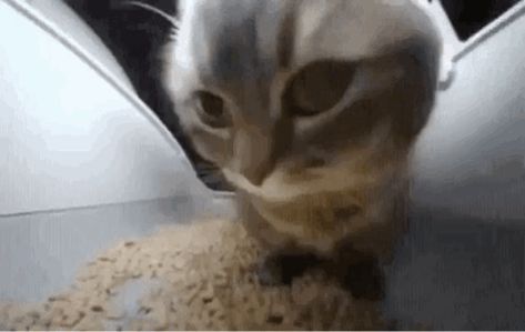 Cat Kitty GIF - Cat Kitty Cute cat - Discover & Share GIFs Dancing Cat Gif, Funny Banner, Dancing Cat, Silly Cats Pictures, Banner Gif, Anime Body Drawing, Cat Icon, Boom Boom, Anime Cat