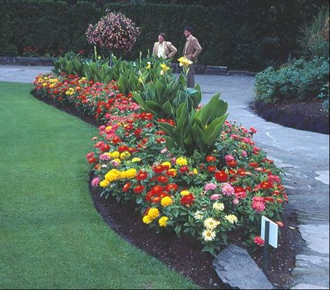 Canna Lily Landscaping Ideas, Cannas Plant, Canna Garden, Canna Lily Landscaping, Canna Lily Garden, Greenhouse Crops, Patio Flower Pots, Canna Lilies, Common Garden Plants