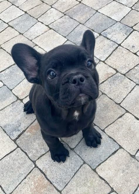 Aesthetic french bulldog black frenchie cute little sweet baby Dog Aesthetic Black, Aesthetic French Bulldog, Frenchie Aesthetic, French Bulldog Aesthetic, Frenchie Bulldog Puppy, Fluffy French Bulldog, Frenchies Puppies, Black Frenchies, French Bulldog Black