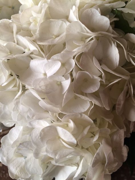 Premium XL White Hydrangea White Hydrangeas, Florist Supplies, White Hydrangea, All Flowers, Summer Flowers, Hydrangea, White Flowers, Aurora, Flowers