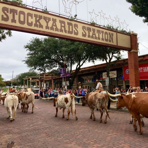 The Fort Worth Stockyards National Historic District is known for its Western heritage and rich history. Where else can you see a herd of Texas longhorns and real cowboys strolling down the brick walkways like they did in the Old West? Ft Worth Stockyards, Fort Worth Downtown, Brick Walkways, Cowboys Bar, Bareback Riding, Daily Wishes, Fort Worth Stockyards, Texas Vacations, Texas Roadtrip