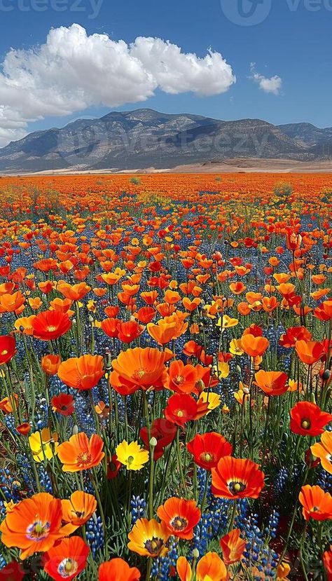 A beautiful field of vibrant flowers with majestic mountains in the background Flower Field Landscape Photography, Beautiful Field, Field Of Flowers, Majestic Mountains, Tree Saw, Vibrant Flowers, Beautiful Images Nature, Beautiful Locations Nature, Cityscape Photos