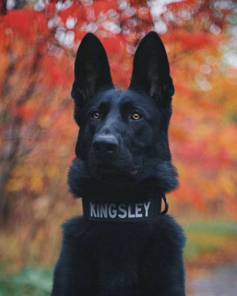 puppies | Tumblr Dog Foto, Black German Shepherd Dog, Black German Shepherd, Pretty Animals, Police Dogs, Sweet Dogs, German Shepherd Dog, Cute Dogs And Puppies, Shepherd Puppies