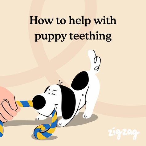 Got yourself a Piranha Pup? Ah, you must be entering the beloved teething stage! However, if you are having teething troubles, check out these Zigzag top tips to have your teething troubles tamed in no time. Teething Stages, Puppy Teething, Helpful Things, Top Tips, No Time, Zig Zag, You Must, Puppies