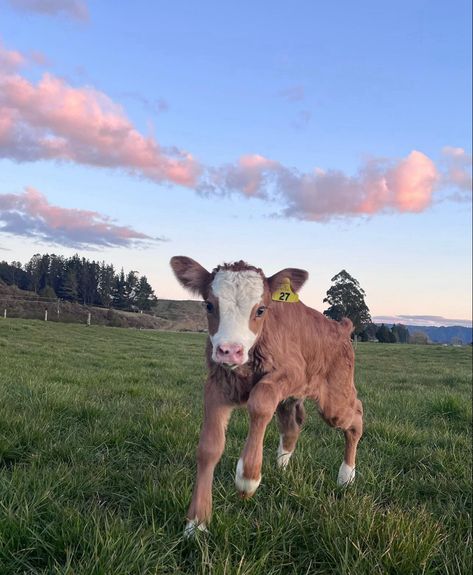 Cow Asthetic Picture, Farm On The Beach, Farm Animal Aesthetic, Faye Core, Cow Cuddling, Mini Farm Animals, Cows Aesthetic, Cow Running, Beautiful Farms