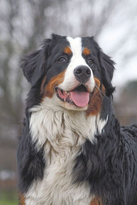 Il Bernese, dolcissimo bovaro svizzero | Quattro Zampe Dogs, Animals