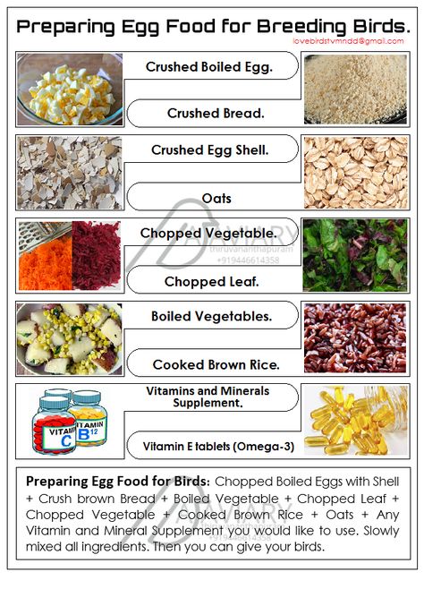 Preparing Egg Food for finches and Budgie. Budgie Food Recipes, Parakeet Chop Recipes, Budgie Diet, Budgie Care, Breeding Budgies, Parrot Chop, Budgie Food, Cockatiel Care, Parakeet Care