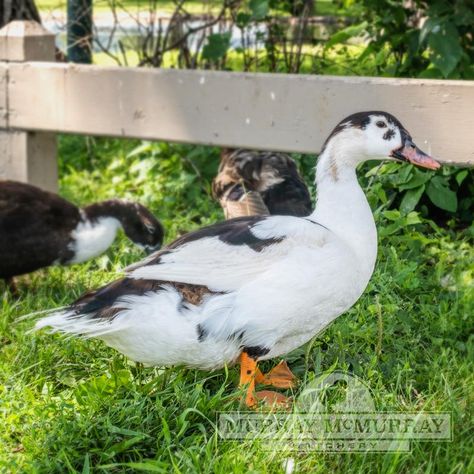 Magpie Duck Geese Breeds, Duck Breeds, Baby Ducks, Magpie, Very Rare, Ducks, Animals