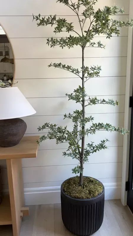 Update your living room with this Black Olive Tree and black cement planter. This looks like a real olive tree and is so trendy. How to style a faux olive tree! The perfect faux olive tree to freshen up your living room for Summer. Home decor, Amazon finds Olive Tree Indoor, Black Olive Tree, Home Decor Amazon Finds, Oversized Planters, Pottery Barn Black, Cali House, Decor Amazon Finds, Tree Indoor, Home Decor Amazon