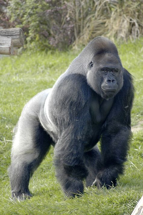 Gorilla Wallpaper, Gorilla Gorilla, Gorillas Art, Silverback Gorilla, Gorilla Trekking, Wild Animals Photos, Wild Animals Pictures, Mountain Gorilla, Great Ape