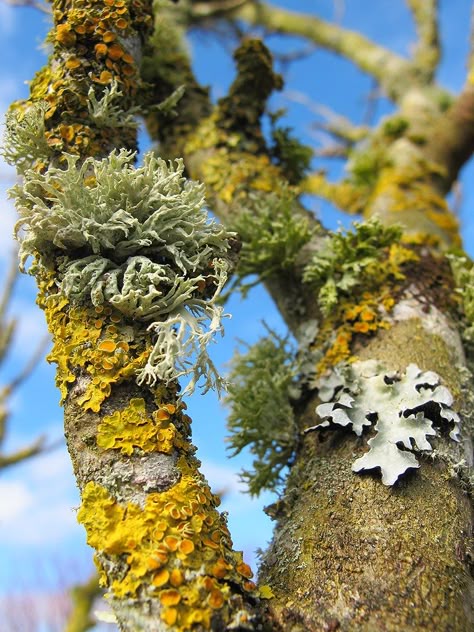 Lots of Lichens (Explored) | (80/365) Best viewed Large. Var… | Flickr Corpse Lily, Beautiful Mushrooms, Forest Foliage, Jungle Nature, Interesting Plants, Lichen Moss, Woods Forest, Tree Textures, Plant Fungus