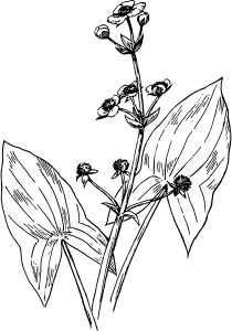 Katniss plant (Sagittaria) - plant love meets literary love Katniss Flower, Katniss Plant, Hunger Games Tattoo, Leaf Identification, Artsy Tattoos, Printable Flower Coloring Pages, Plant Sketches, Plant Bugs, Arrowhead Plant