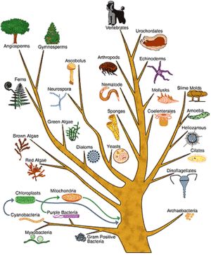 A phylogenetic tree example with different organisms on different branches of a cartoon tree Typical Plant Cell, Nuclear Membrane, Phylogenetic Tree, Prokaryotic Cell, Cell Organelles, Eukaryotic Cell, Slime Mould, Pond Life, Red Algae