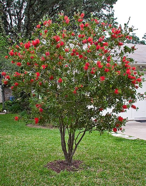 Bottlebrush Tree... Beautiful. I had one until a hard late freeze got it Bottlebrush Plant, Texas Landscaping, Bottle Brush Tree, Brush Tree, Front Landscaping, Backyard Paradise, Tree Images, Mediterranean Garden, Native Garden