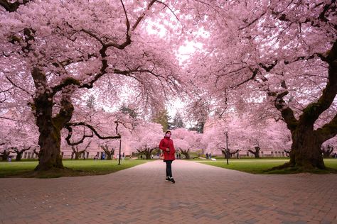 Cherry blossoms flowers in Seattle University of Washington UW University Of Washington Cherry Blossoms, Uw Cherry Blossoms, Uw Seattle, Washington Photography, 2024 Moodboard, Dream College, University Of Washington, Grad School, Character Ideas