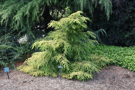 Eastern Hemlock, Tsuga Canadensis, Lawn Food, Canadian Hemlock, Fresh Cut Christmas Trees, Alpine Garden, Garden Calendar, Small Shrubs, Tree Removal