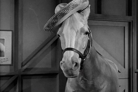 Mr Ed, Mr Tumble, Mister Ed, Alan Young, Farm Images, Funny Shows, New Neighbors, Old Shows, Princess Of Power