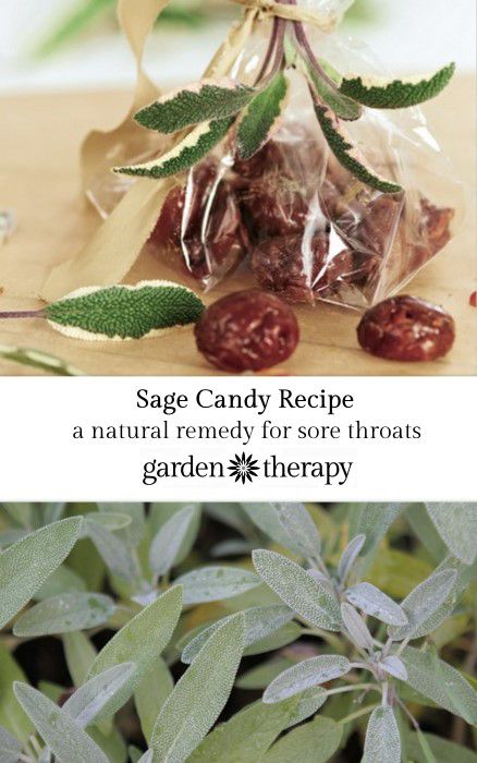 Sage Candy Recipe - an ancient remedy for the inflammation of sore throats Throat Remedies, Sore Throat Remedies, Garden Therapy, Ginger Benefits, Candy Recipe, Natural Healing Remedies, Natural Cold Remedies, Cold Home Remedies, Natural Cough Remedies