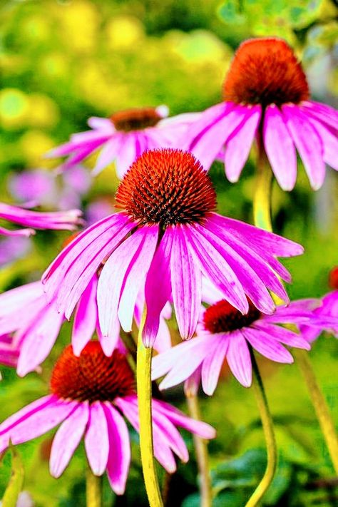 Echinacea Seeds, Coneflower Seeds, Easiest Flowers To Grow, Prairie Planting, Purple Coneflower, Perennial Flower, Echinacea Purpurea, Heirloom Vegetables, Plant Drawing