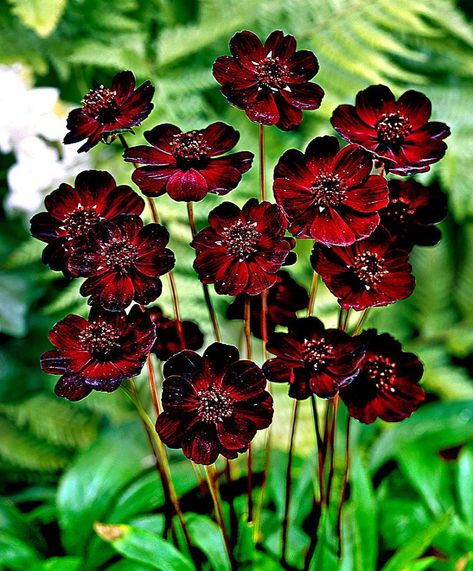 Top 10 of The Most Fragrant Flowers in The World Chocolate Cosmos Flower, Cosmos Plant, Chocolate Cosmos, Goth Garden, Gothic Garden, Chocolate Flowers, Black Garden, Rare Flowers, Deco Floral