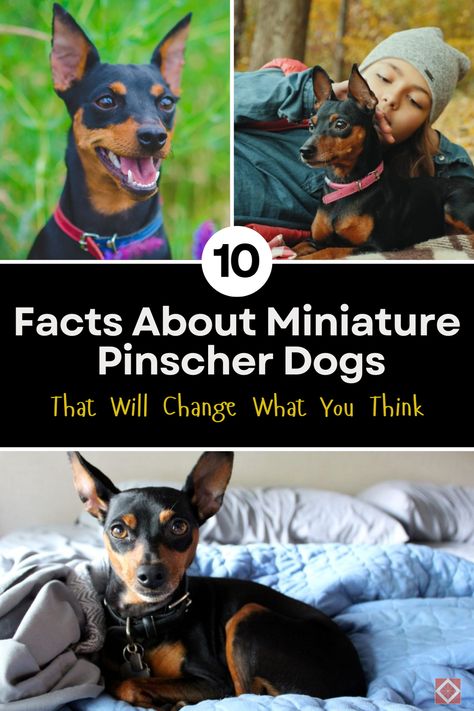 Miniature Pinschers may be small, but they have a history and personality that’s larger than life! 🐕 Uncover 10 eye-opening facts that will change how you view this energetic and bold breed. From their mysterious origins to their confident demeanor, Miniature Pinschers are full of surprises. Discover what makes these pint-sized pups so special and unique! Spud Mckenzie Dog, Miniature Pinscher Art, Min Pin Puppies, Miniature Doberman Pinscher, Min Pin Dogs, Miniature Doberman, Pincher Dog, Miniature Pincher, Mini Doberman