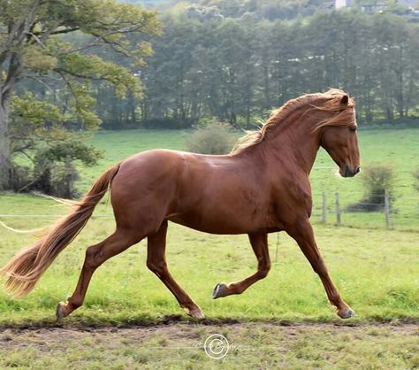 Horse Reference Photos For Artists, Horse Pose Reference, Horse Poses Reference, Horse Reference Photos, Westphalian Horse, Horse Trotting, Trotting Horse, Horse Poses, Horse Standing