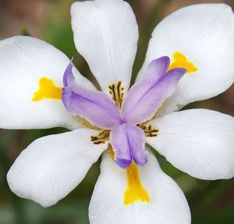 White African Iris | Etsy Fortnight Lily, African Iris, Growth Plant, Cranesbill Geranium, Landscape Borders, Wild Iris, Best Perennials, Foundation Planting, Hardy Perennials