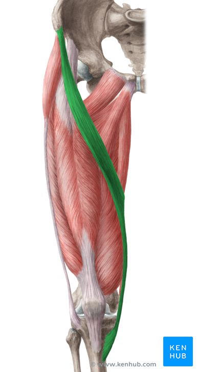 The sartorius is a long, superficial muscle formally belonging to the thigh extensors. Learn all about origin, insertion, innervation and actions. Leg Muscles Anatomy, Sartorius Muscle, Tensor Fasciae Latae, Leg Anatomy, Human Muscle Anatomy, Fascia Lata, Human Body Anatomy, Human Anatomy Drawing, Muscle Anatomy