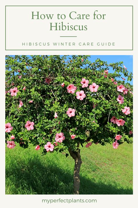 do hibiscus come back every year| how big do hibiscus get| how long do hibiscus blooms last| how to dry hibiscus flowers| what does a hibiscus look like| can you eat hibiscus flowers| how often to water hibiscus Hibiscus In Landscaping, Hibiscus Flower Tree, Hibiscus Landscape Ideas, Types Of Hibiscus Flower, Hibiscus Plant Landscape, Planting Hibiscus In Ground, Hibiscus Tree Landscaping, Hibiscus Bush Landscaping, Hibiscus Planter Ideas