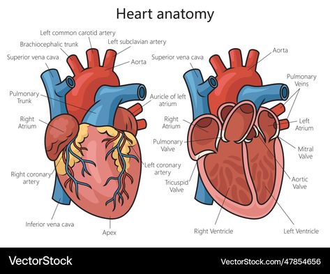 Heart Labelled Diagram, Heart Structure Diagram, Heart Diagram Drawing, Human Heart Diagram, Science Vector, Heart Structure, Heart Diagram, Medical Notes, Educational Illustration