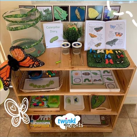 Butterfly Life Cycle Montessori, Life Cycle Eyfs, Montessori Life Cycle, Caterpillar Life Cycle Activities, Caterpillar Life Cycle Preschool, Life Cycle Activities For Toddlers, Life Cycle Activities For Preschoolers, Butterfly Kindergarten Activities, Preschool Butterfly Life Cycle