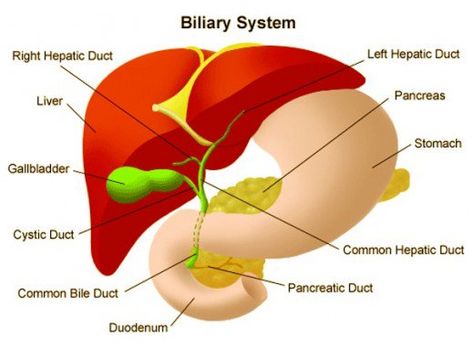 Bilirubin Levels, Quadrants Of The Abdomen, Home Remedies For Bronchitis, History Journal, Creatinine Levels, Human Body Facts, Bile Duct, Alcohol Detox, Autoimmune Disorder