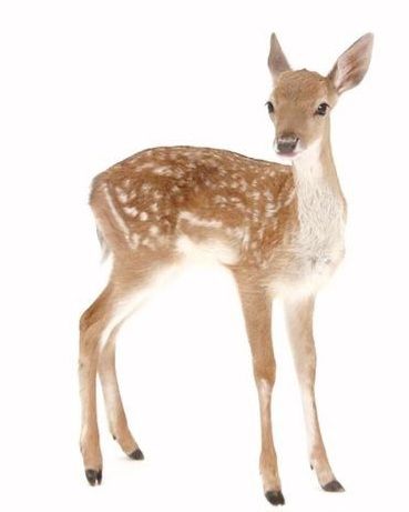 I just got result 'A deer' on quiz 'Pick things and get a curse.'. What will you get? Fawns Deer, Deer Photos, Fallow Deer, Deer Family, Deer Art, Red Deer, Baby Deer, Arte Animal, Woodland Creatures