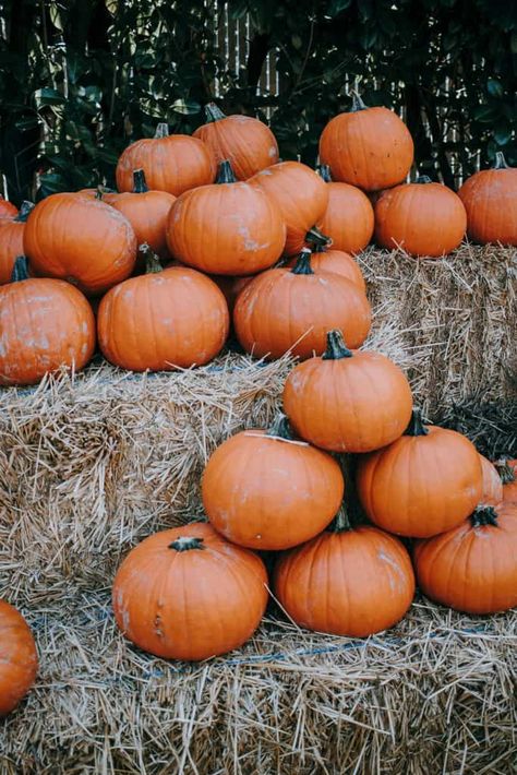 Casa Halloween, Pretty Pumpkins, Beautiful Pumpkins, Cute Fall Wallpaper, Fall Inspo, Fall Feels, Fall Pictures, Fall Wallpaper, Autumn Aesthetic