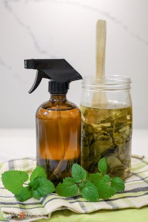 This lemon balm cleaner will not only fill the air with a calming, citrusy scent but also work hard to disinfect counters, sinks, tubs, toilets, and other surfaces. Make your own cleaning concentrate using this powerful herb without bringing harsh and nasty chemicals to your home. #lemonbalm #cleaner #cleaning #allnatural #allpurposecleaner #naturalcleaning #greenliving #fromscratch #gardentherapy Lemon Balm Cleaner, Mint Cleaner Diy, Lemon Balm Bug Spray, Diy Cleaning Products Bathroom, Natural Cleaning Spray, Lemon Balm Tincture, Diy Cleaning Spray, Bug Spray Recipe, Diy Room Spray