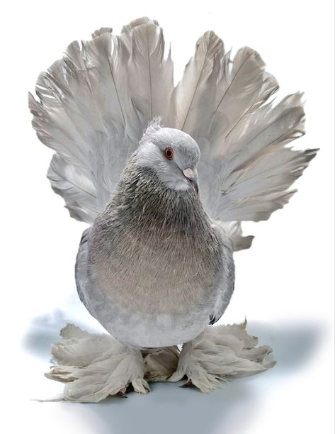 A fancy pigeon developed through selective breeding. Various domestic pigeon breeds descend from the wild rock pigeon. Fancy Pigeon Breeds, Fantail Pigeon, Fancy Pigeon, Rock Pigeon, Cute Pigeon, King Pigeon, Pigeon Pictures, Pigeon Breeds, Selective Breeding